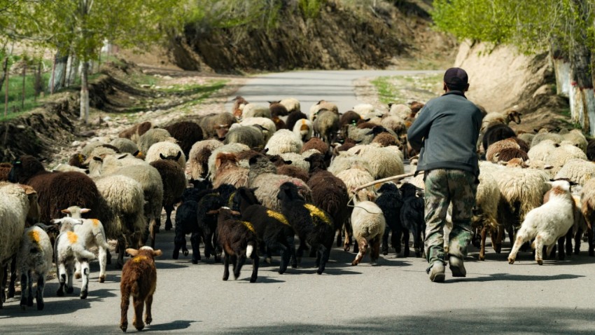 a man herding a large herd of sheep down a road