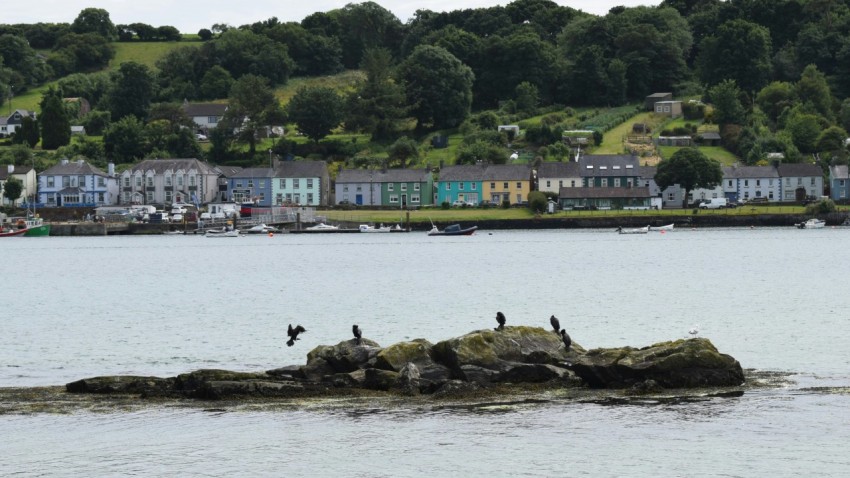 a group of birds sitting on top of a rock in the water