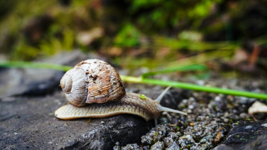 a close up of a snail on a rock