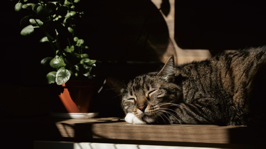 a cat laying on a window sill next to a potted plant