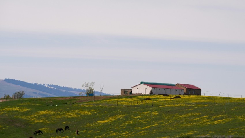 a farm house on a hill with yellow flowers in the foreground