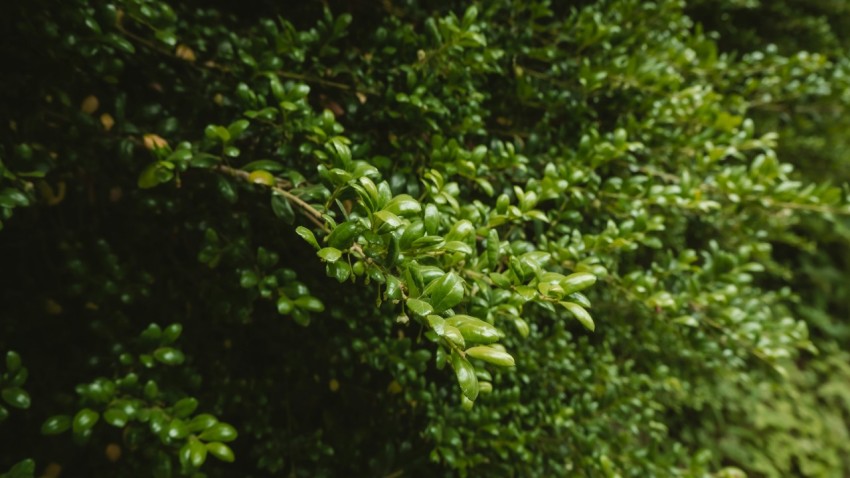 a man riding a bike down a lush green hillside