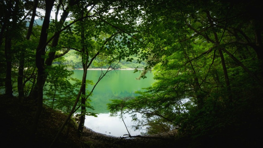 a body of water surrounded by trees