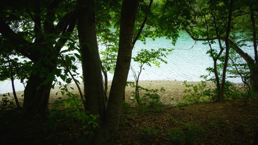 a view of a body of water through some trees