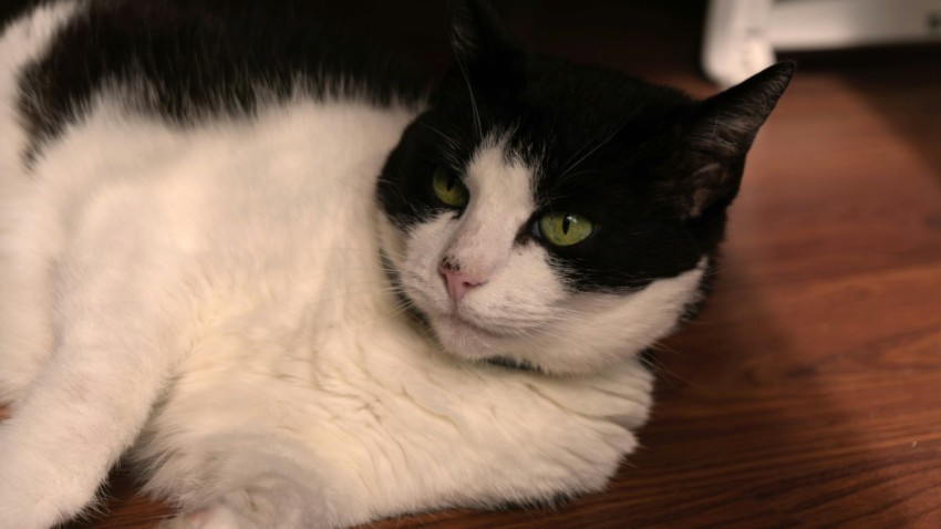 a black and white cat laying on a wooden floor