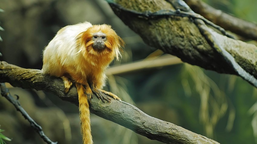 a monkey is sitting on a tree branch