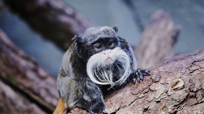 a small monkey sitting on a tree branch