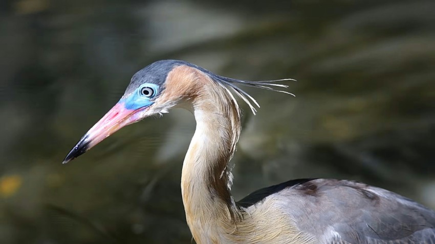 a close up of a bird with a blurry background