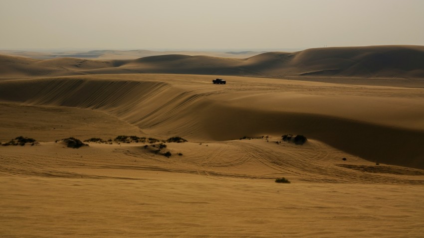 a group of animals walking across a desert