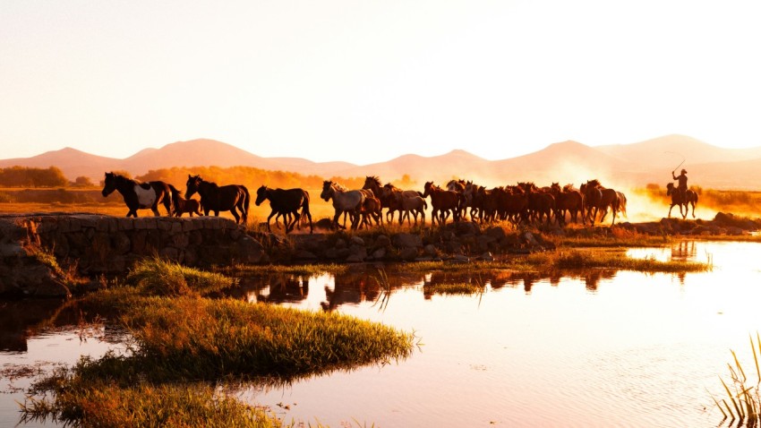 a herd of wild horses walking across a river