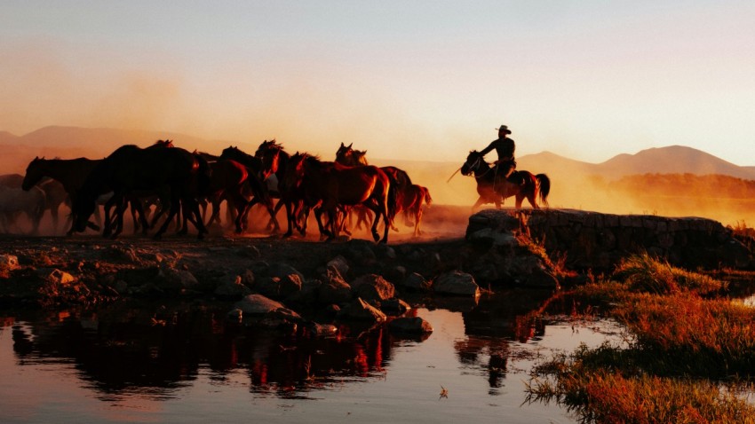 a herd of horses walking across a river