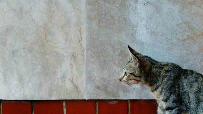 a cat sitting on top of a red bench