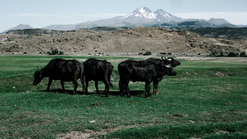 a herd of cattle standing on top of a lush green field