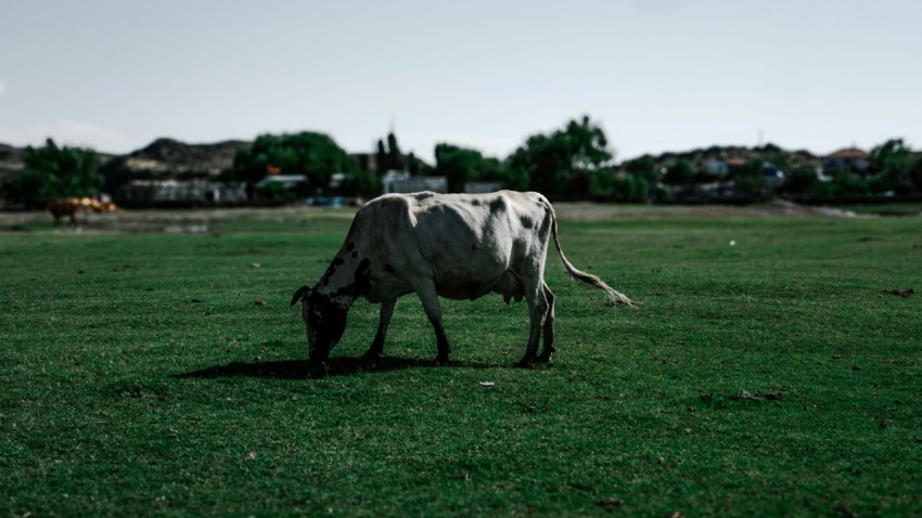 a cow grazing in a field with houses in the background