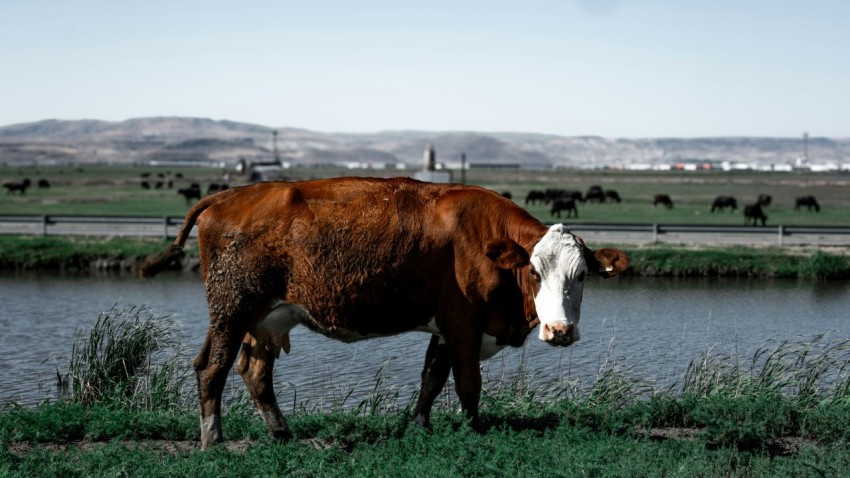 a brown and white cow standing next to a body of water