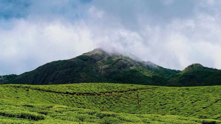 a lush green field with a mountain in the background