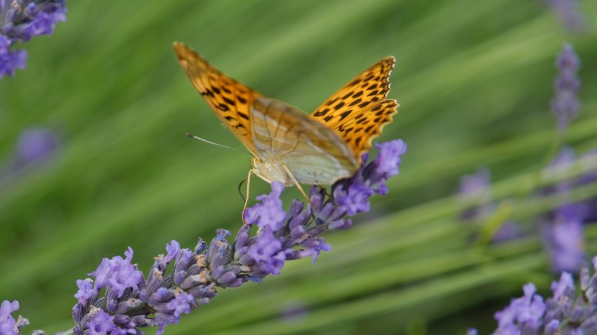 a close up of a butterfly on a flower