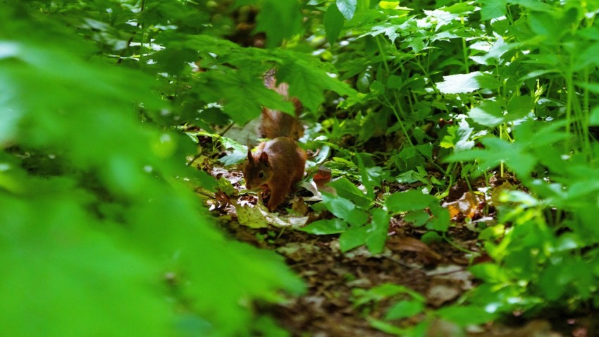 a blurry image of a bird in the woods