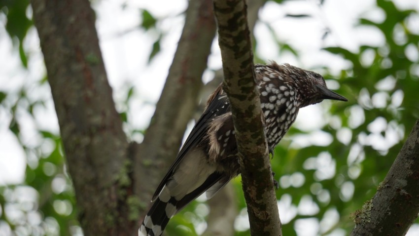 a bird is perched on a tree branch