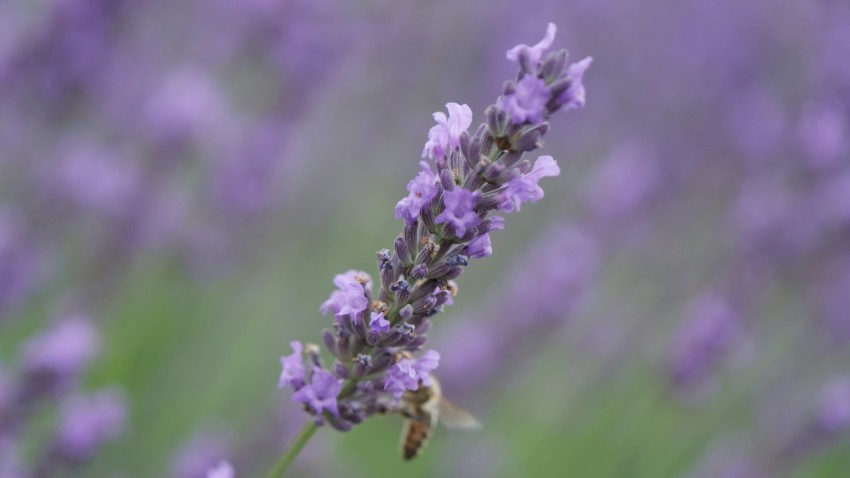 a bee on a lavender flower in a field r