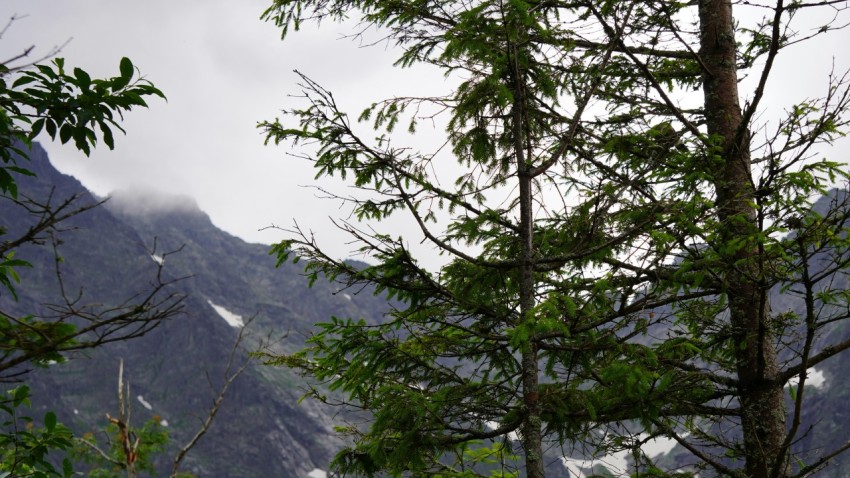 a view of a mountain range with trees in the foreground