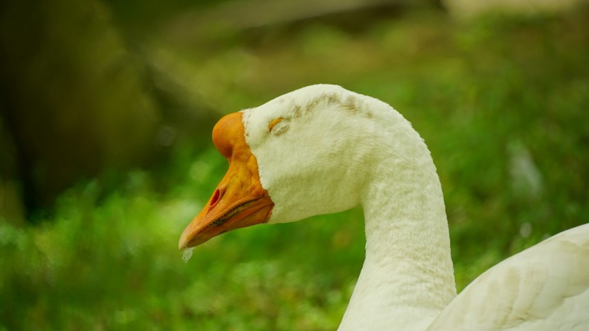 a close up of a white swan near some grass 07c