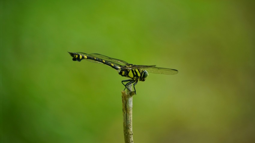 a close up of a dragonfly on a plant