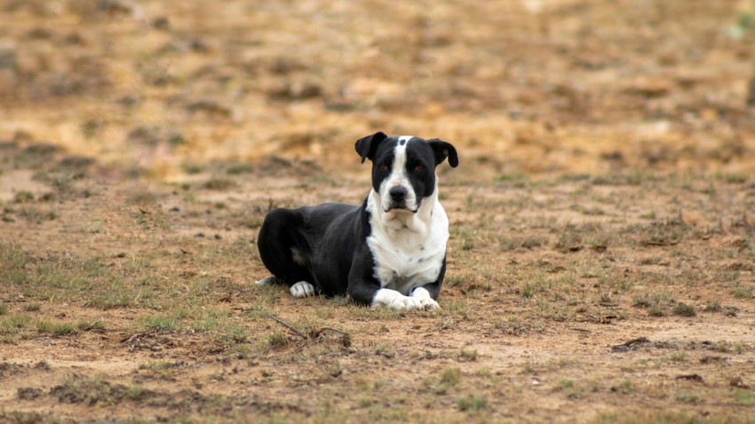 a black and white dog sitting in the middle of a field