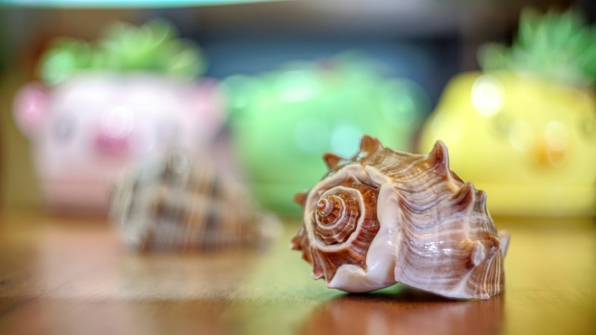 a close up of a sea shell on a table C62q6n t