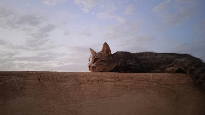 a cat laying on top of a cement wall