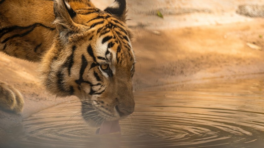 a tiger drinking water from a pool of water