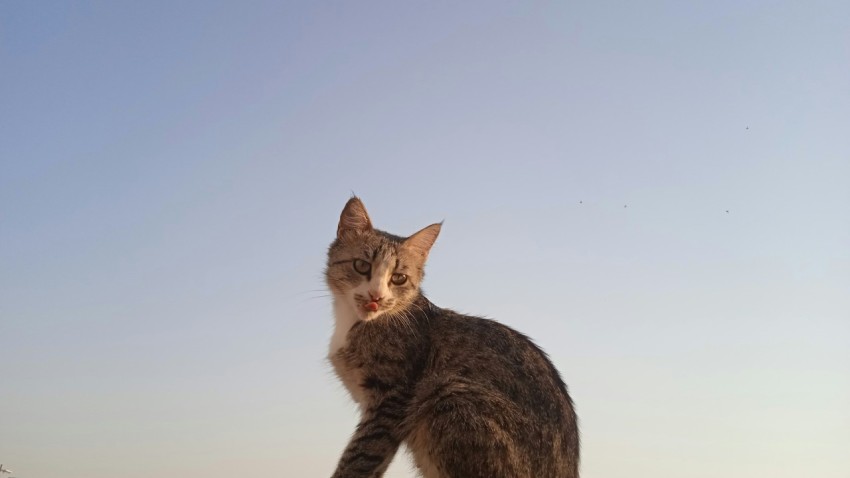 a cat sitting on top of a wooden fence