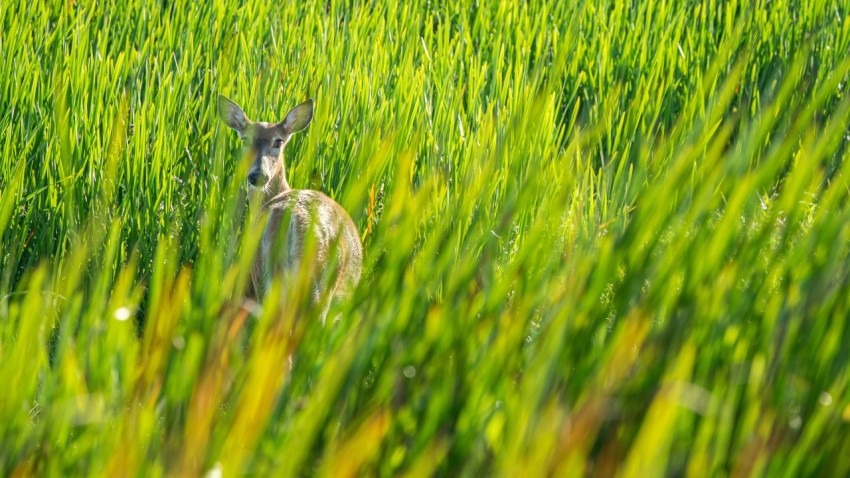 a kangaroo in a field of tall grass