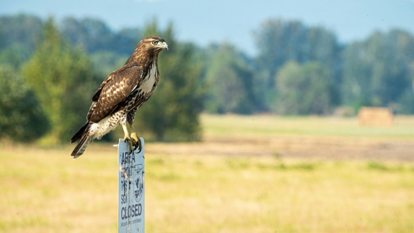 a hawk sitting on top of a sign in a field