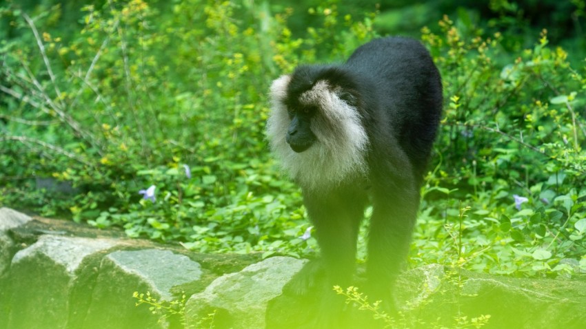 a black and white dog standing on top of a lush green field