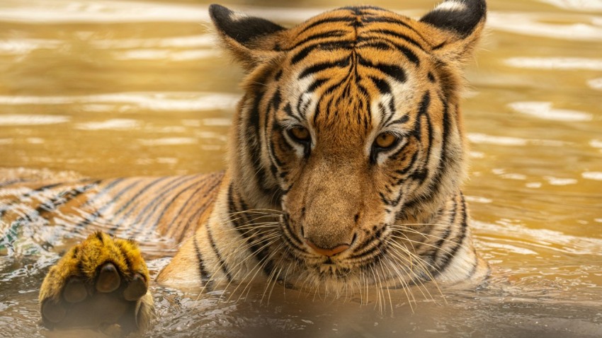 a tiger swimming in a body of water