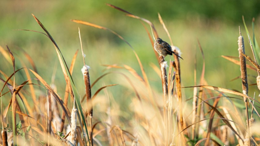 a bird sitting on top of a tall grass covered field