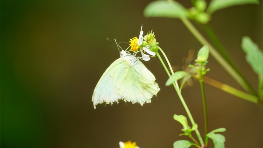 a white butterfly sitting on top of a flower