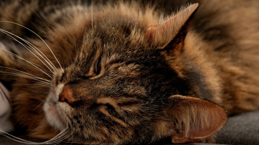 a close up of a cat laying on a couch