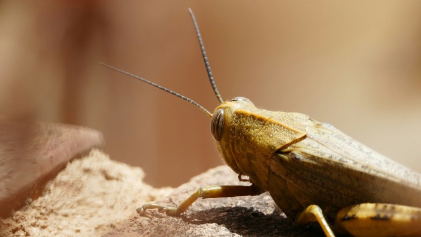 a close up of a grasshopper on a rock e