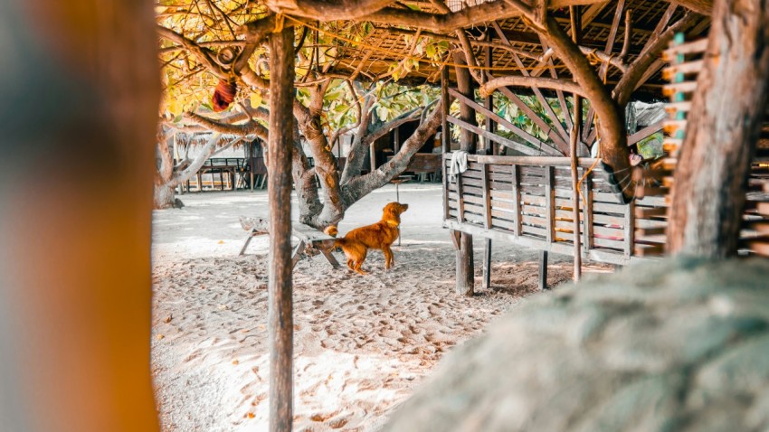 a dog walking around in a fenced in area