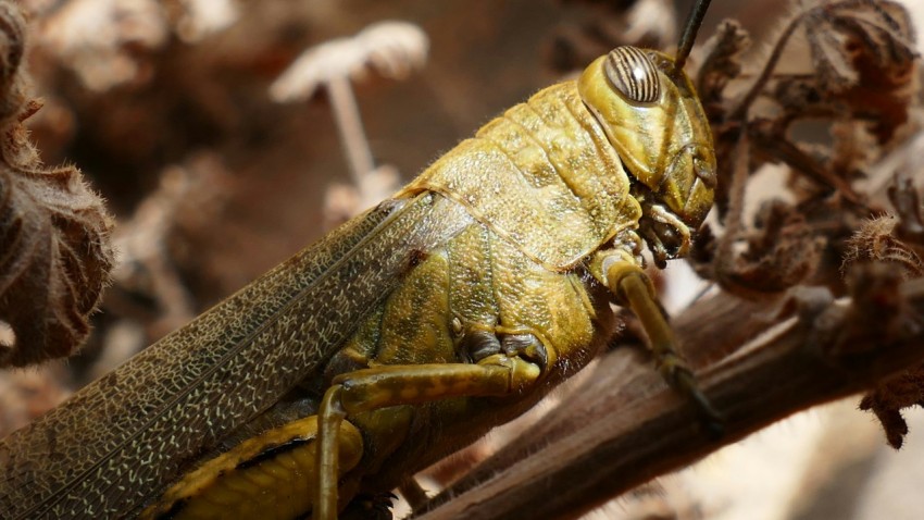 a close up of a grasshopper on a branch