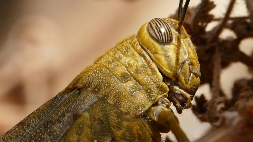 a close up of a bug on a plant