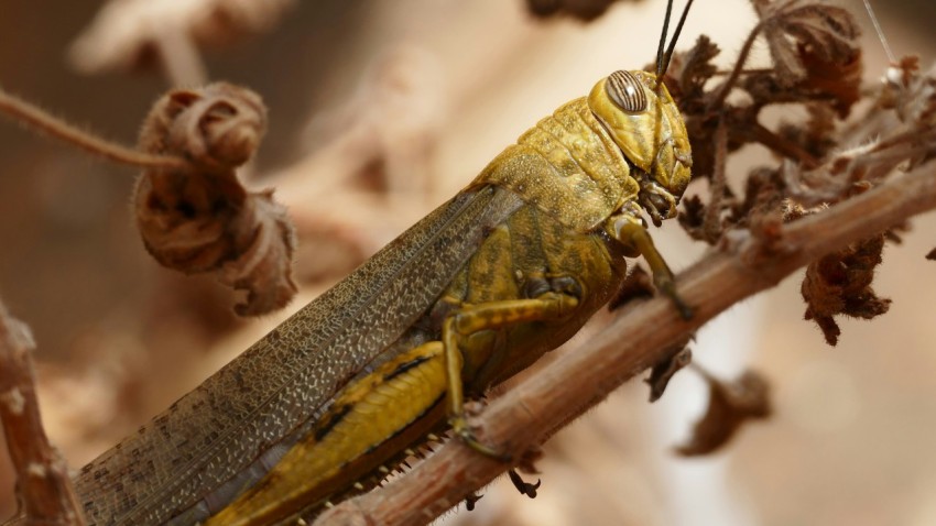 a close up of a grasshopper on a branch