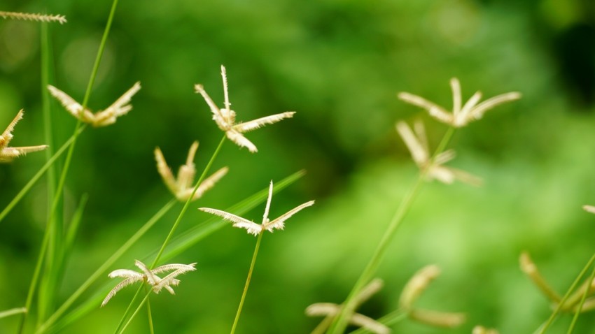 a close up of a bunch of flowers in a field