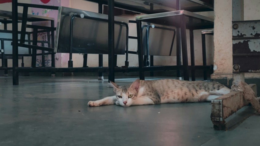 a cat laying on the floor in a room