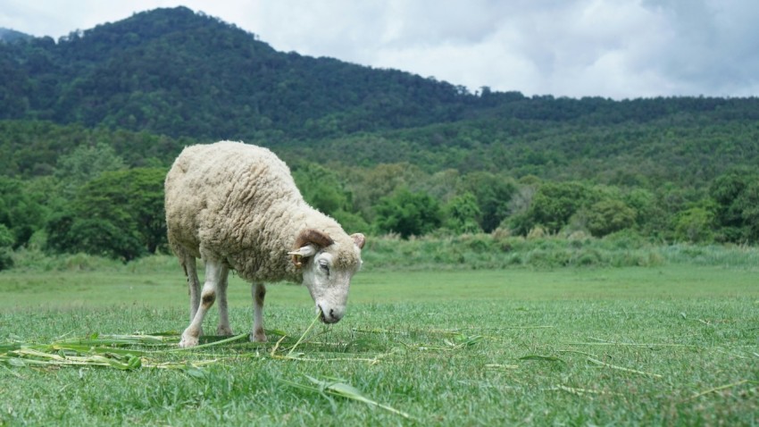 a sheep grazing in a field with mountains in the background