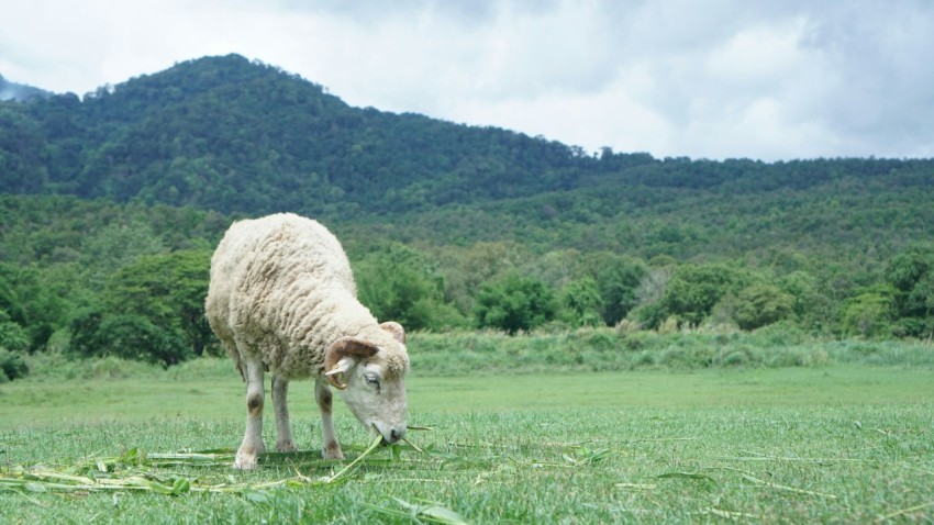 a sheep grazing in a field with mountains in the background