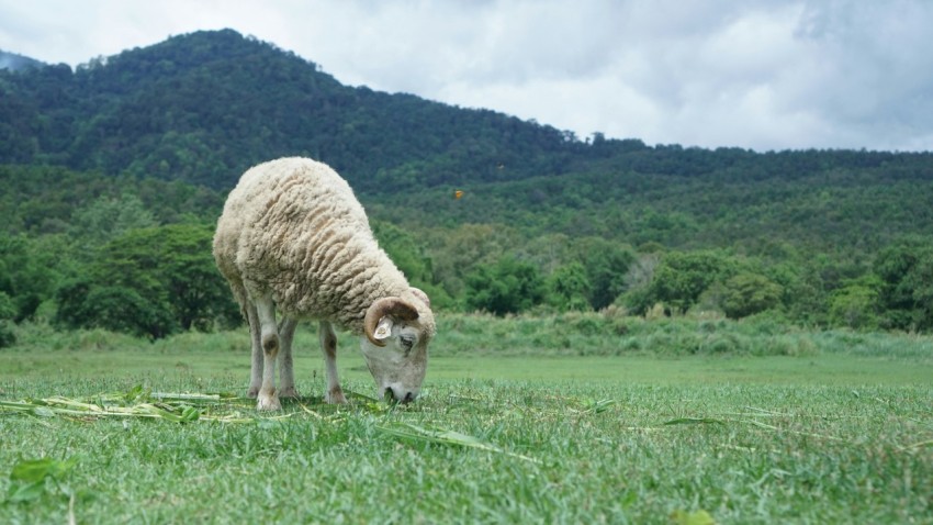 a sheep grazing in a field with mountains in the background