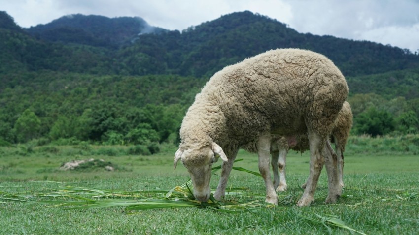 a sheep eating grass in a field with mountains in the background